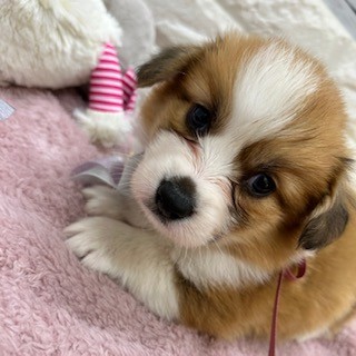 静岡県のウェルシュコーギーペンブローク (犬の家＆猫の里アミーゴ浜松和田店/2026年1月25日生まれ/男の子/レッドホワイト)の子犬の3枚目の画像