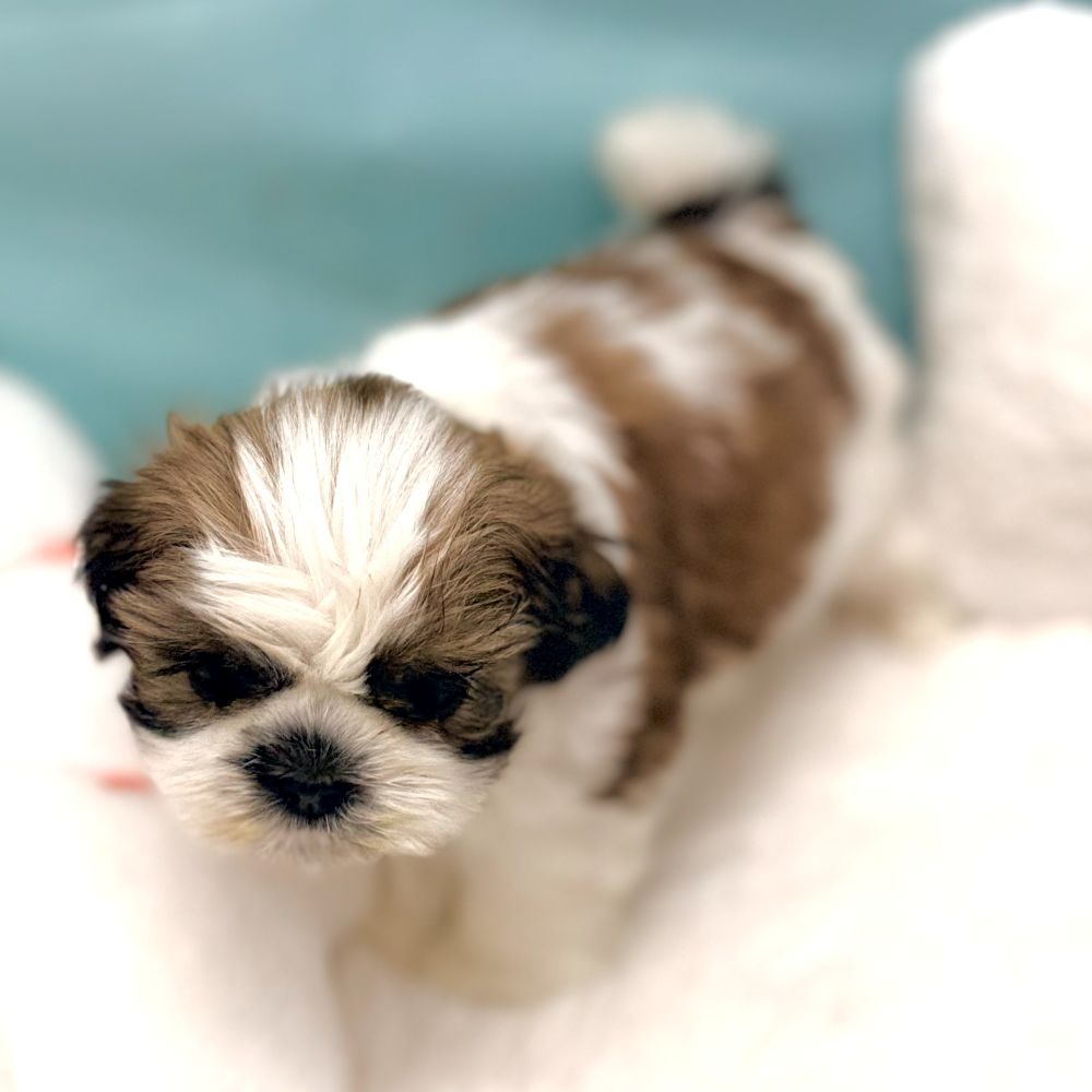 愛知県のシーズー (犬の家＆猫の里愛知刈谷店/2026年1月26日生まれ/女の子/ホワイトゴールド)の子犬の3枚目の画像