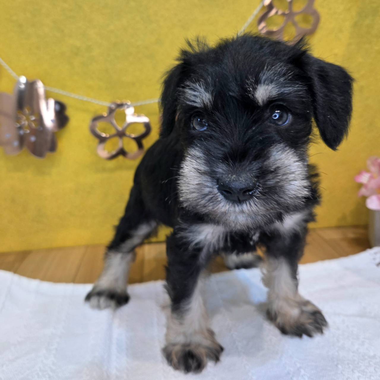 長野県のミニチュアシュナウザー (犬の家＆猫の里カインズ梓川店/2026年1月25日生まれ/男の子/ブラックシルバー)の子犬の3枚目の画像