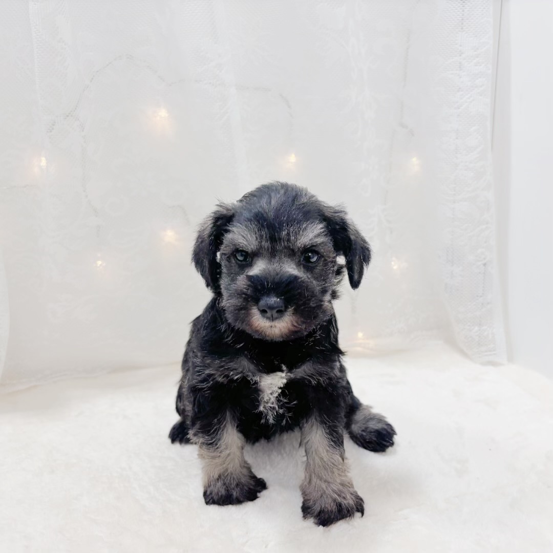 千葉県のミニチュアシュナウザー (犬の家＆猫の里BIGHOPガーデンモール印西店/2026年1月26日生まれ/女の子/ソルトペッパー)の子犬の3枚目の画像