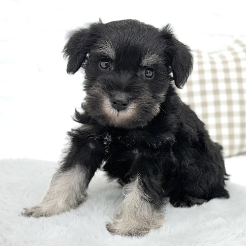 愛知県のミニチュアシュナウザー (犬の家＆猫の里豊川インター店/2026年1月26日生まれ/男の子/ブラックシルバー)の子犬の3枚目の画像