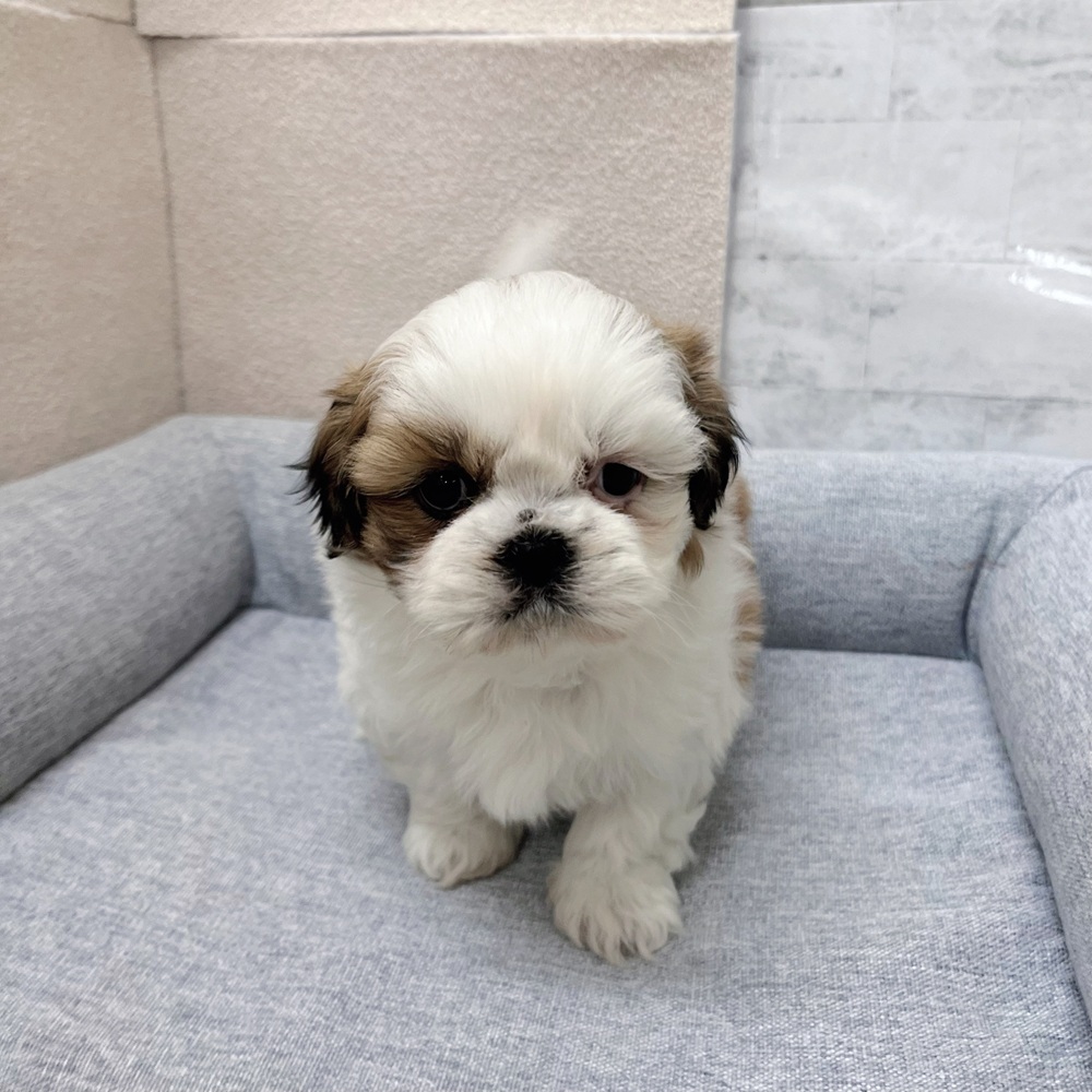 長野県のシーズー (犬の家＆猫の里塩尻店/2026年1月27日生まれ/女の子/ホワイトゴールド)の子犬の3枚目の画像