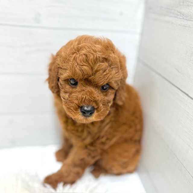 愛知県のトイプードル(トイ) (犬の家＆猫の里豊田店/2026年1月26日生まれ/男の子/レッド)の子犬の1枚目の画像