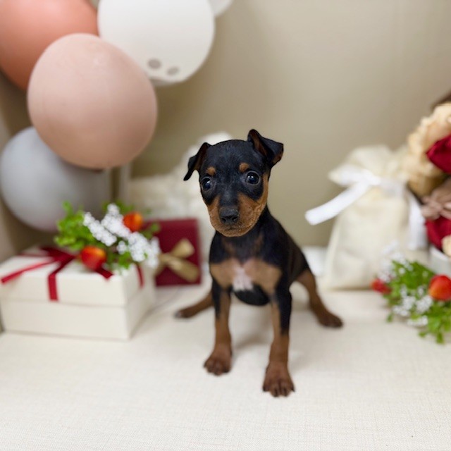 千葉県のミニチュアピンシャー (犬の家＆猫の里ワンズモール稲毛店/2026年1月27日生まれ/女の子/ブラックタン)の子犬の3枚目の画像