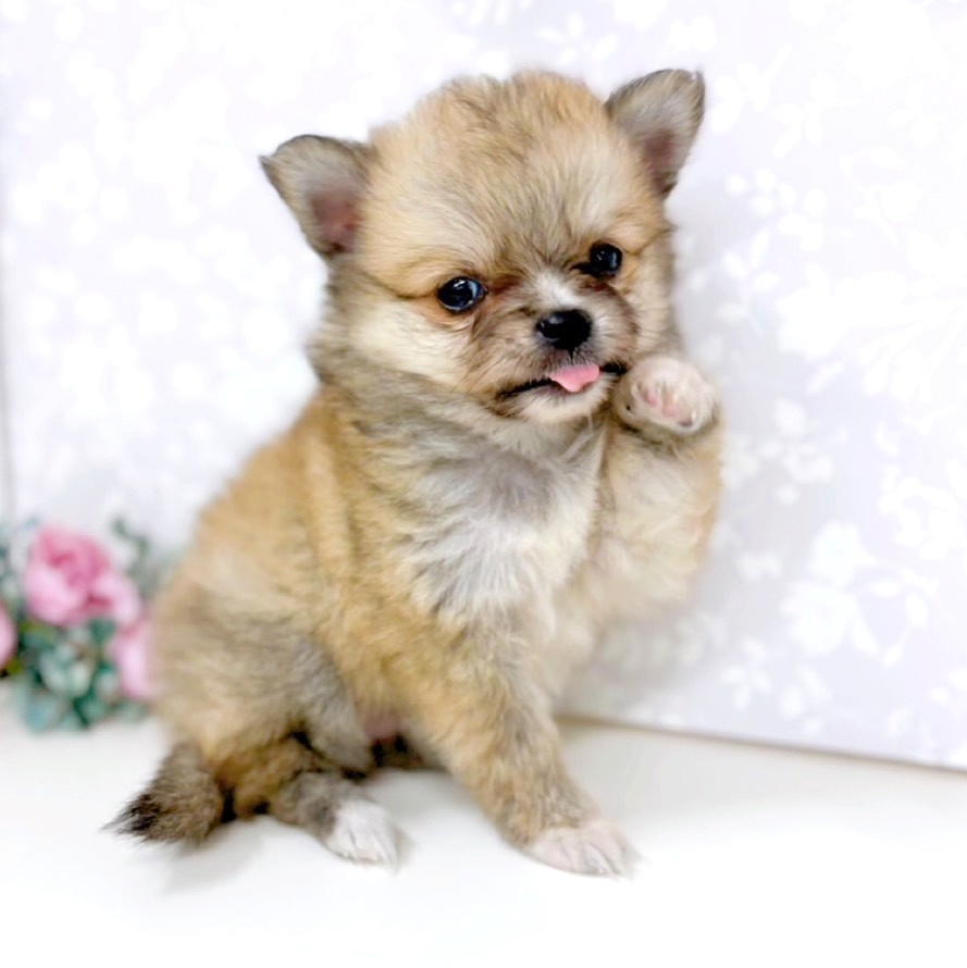 富山県のポメチワ/チワポメ/ポメチー(ポメラニアン×チワワ) (犬の家＆猫の里アミーゴ高岡蓮花寺店/2026年1月26日生まれ/女の子/ウルフセーブル)の子犬の3枚目の画像