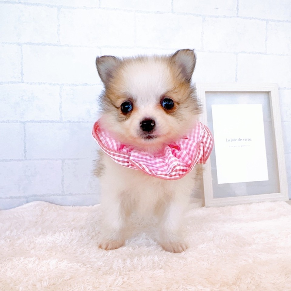 石川県のポメチワ/チワポメ/ポメチー(ポメラニアン×チワワ) (犬の家＆猫の里金沢店/2026年1月26日生まれ/女の子/パーティーカラー)の子犬の3枚目の画像