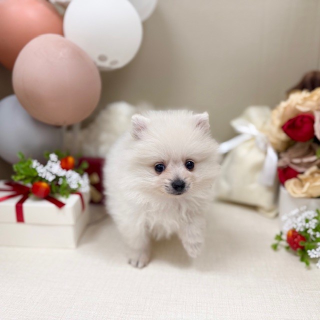 千葉県のポメラニアン (犬の家＆猫の里ワンズモール稲毛店/2026年1月27日生まれ/女の子/クリーム)の子犬の3枚目の画像