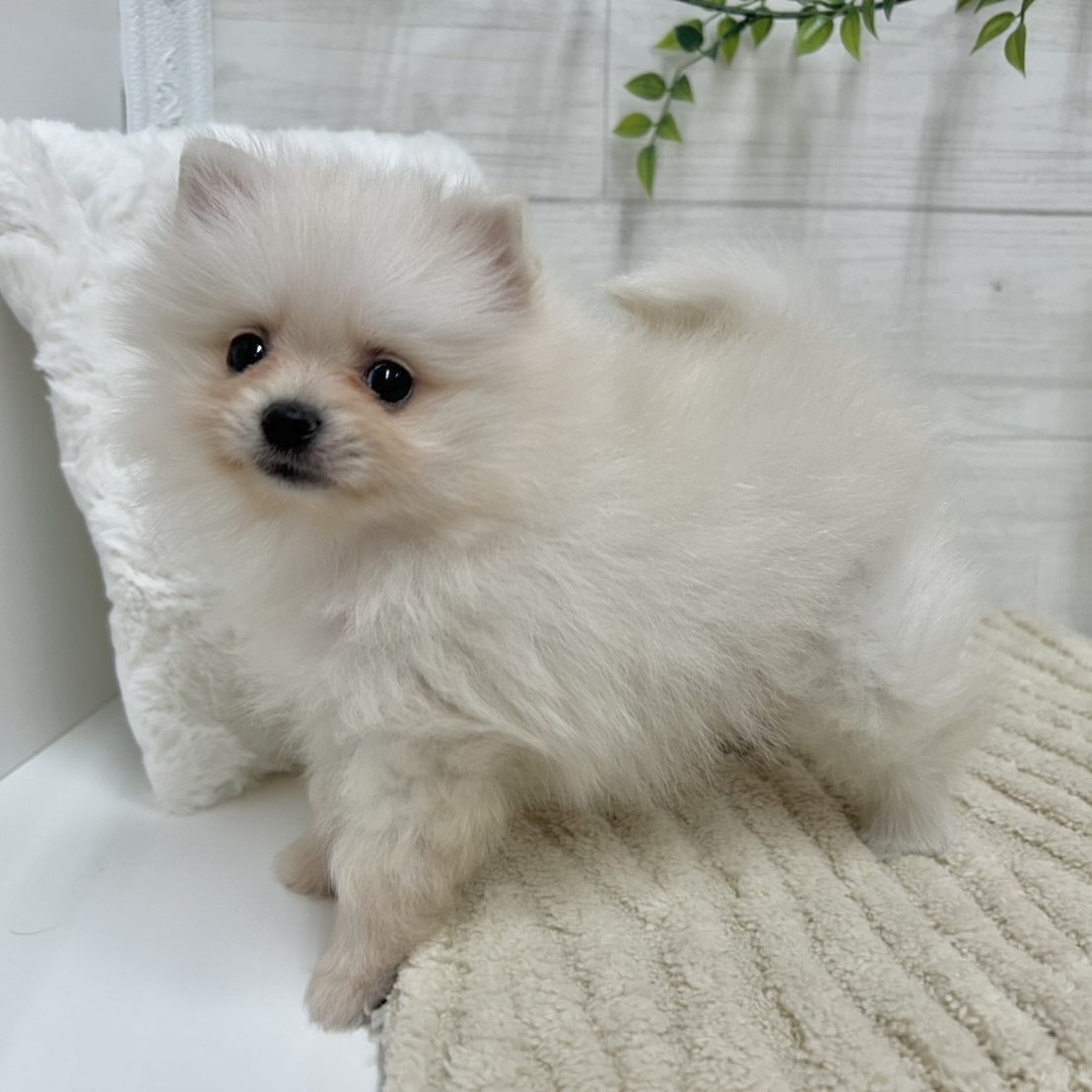 神奈川県のポメラニアン (犬の家＆猫の里相模原店/2026年1月27日生まれ/女の子/クリーム)の子犬の3枚目の画像