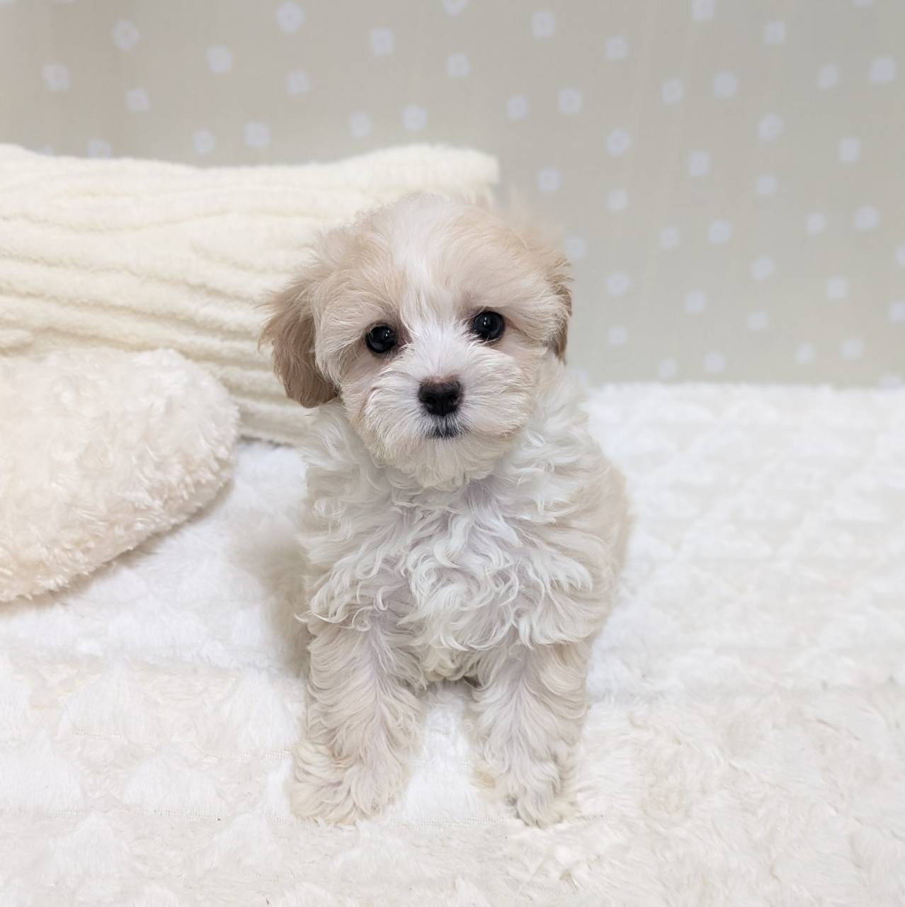 愛知県のマルプー(マルチーズ×プードル) (犬の家＆猫の里安城店/2026年1月27日生まれ/男の子/クリームホワイト)の子犬の3枚目の画像