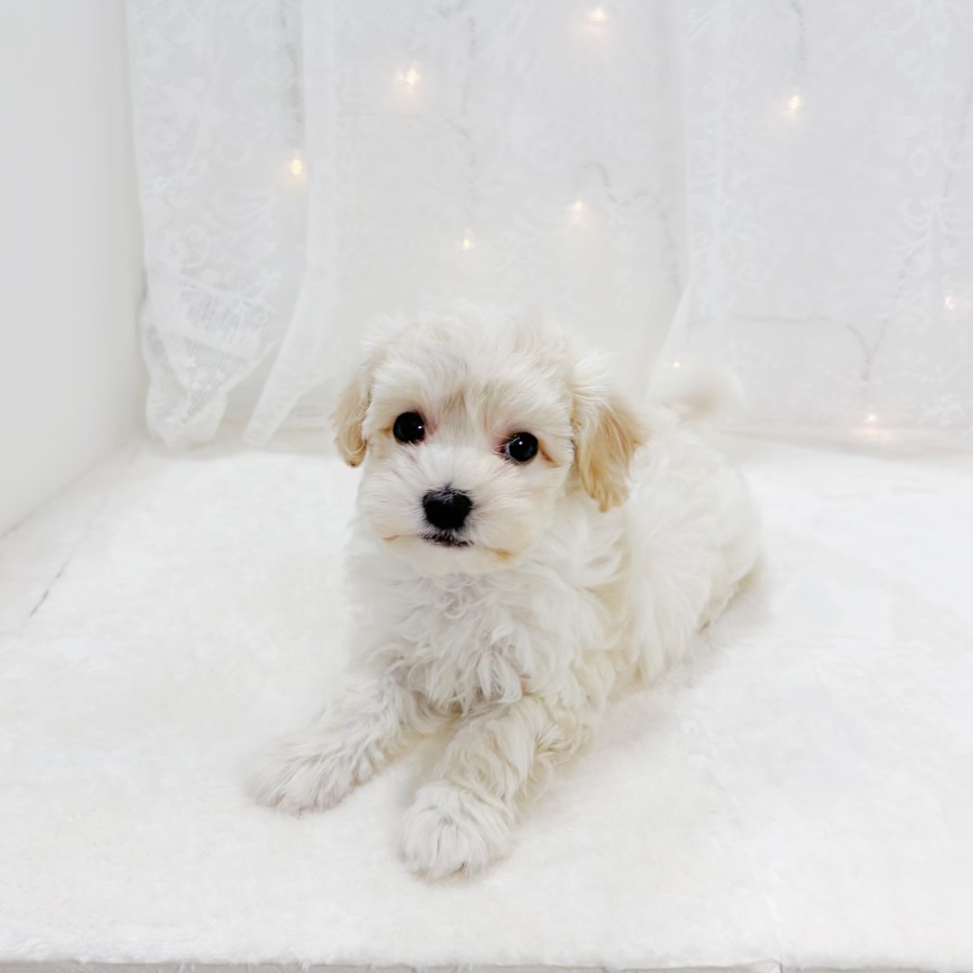 千葉県のマルプー(マルチーズ×プードル) (犬の家＆猫の里BIGHOPガーデンモール印西店/2026年1月27日生まれ/男の子/クリームホワイト)の子犬の3枚目の画像