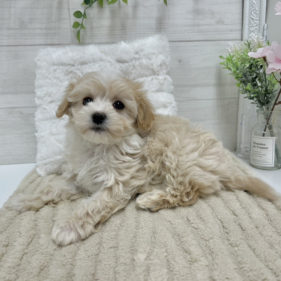 神奈川県のマルプー(マルチーズ×プードル) (犬の家＆猫の里相模原店/2026年1月27日生まれ/女の子/クリームホワイト)の子犬の3枚目の画像