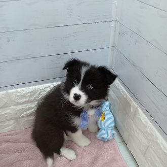 静岡県のボーダーコリー (犬の家＆猫の里アミーゴ浜松和田店/2026年1月23日生まれ/女の子/ブラックホワイト)の子犬の1枚目の画像