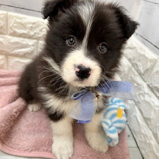 静岡県のボーダーコリー (犬の家＆猫の里アミーゴ浜松和田店/2026年1月23日生まれ/女の子/ブラックホワイト)の子犬の3枚目の画像