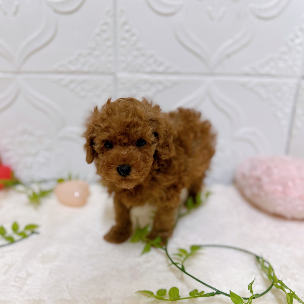 愛知県のトイプードル(トイ) (犬の家＆猫の里岡崎店/2026年1月26日生まれ/男の子/レッド)の子犬の3枚目の画像