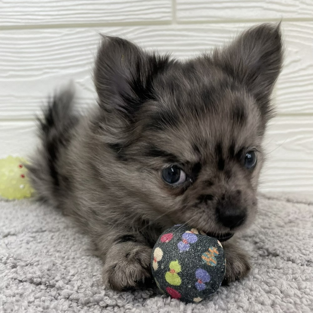 愛知県のポメチワ/チワポメ/ポメチー(ポメラニアン×チワワ) (犬の家＆猫の里七宝店/2026年1月26日生まれ/女の子/ブルーマール)の子犬