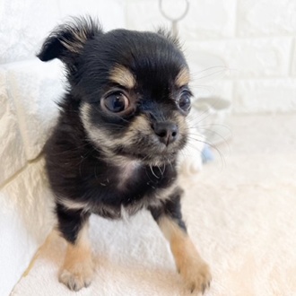 東京都のチワワ(ロング) (犬の家＆猫の里新宿店/2026年1月25日生まれ/女の子/ブラックタン)の子犬の3枚目の画像