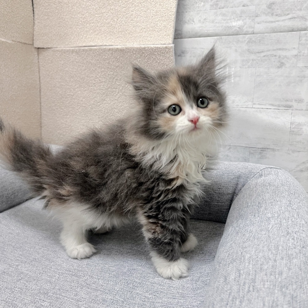 長野県のサイベリアン (犬の家＆猫の里塩尻店/2026年1月27日生まれ/女の子/ダイリュートキャリコ)の子猫の3枚目の画像