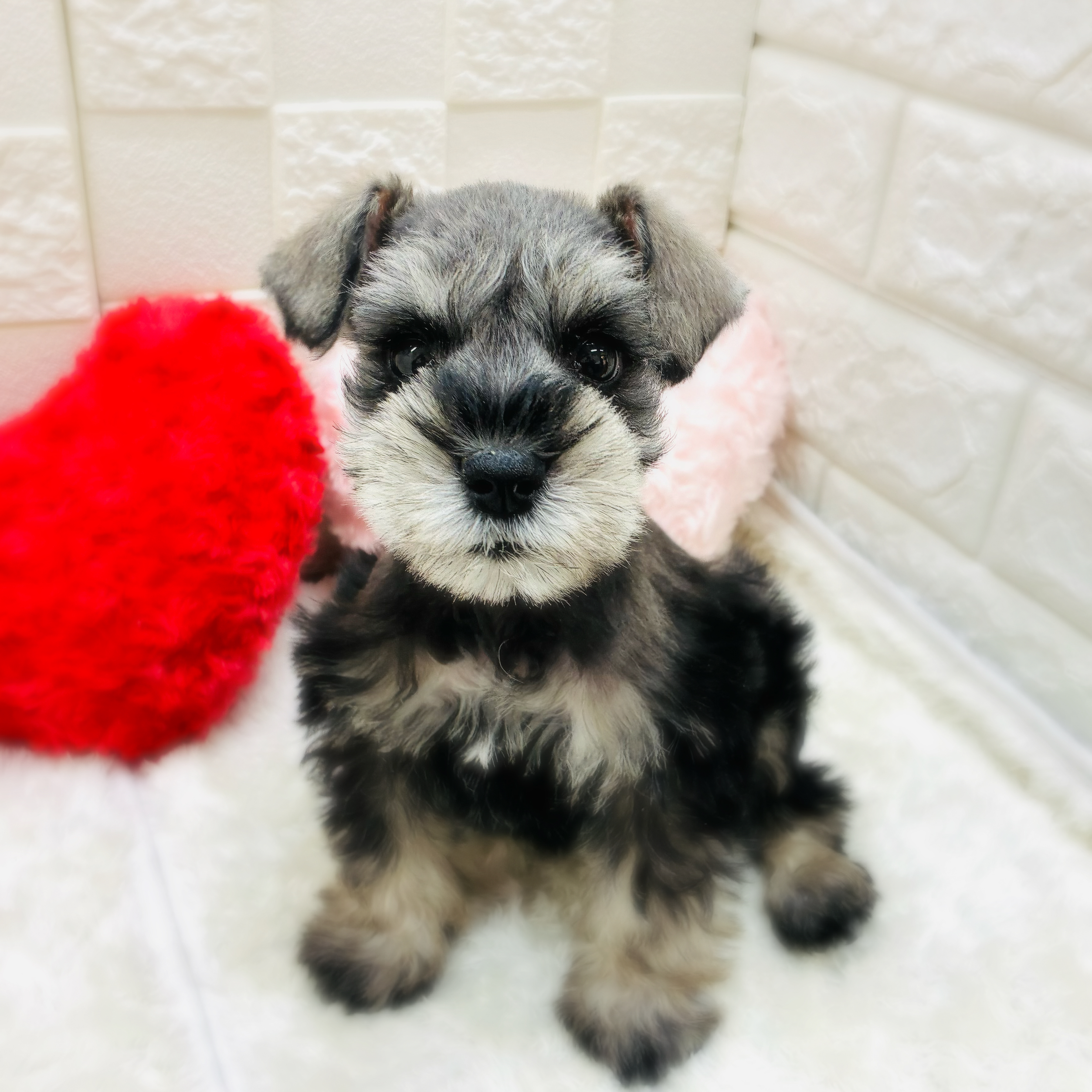 愛知県のミニチュアシュナウザー (犬の家＆猫の里アミーゴ神の倉店/2026年1月26日生まれ/男の子/ソルトペッパー)の子犬の3枚目の画像