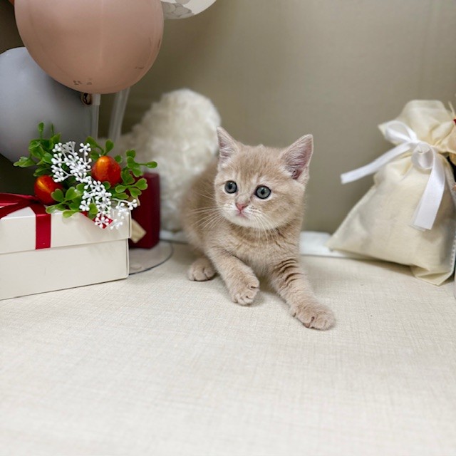 千葉県のマンチカン (犬の家＆猫の里ワンズモール稲毛店/2026年1月27日生まれ/女の子/クリームタビー)の子猫の1枚目の画像