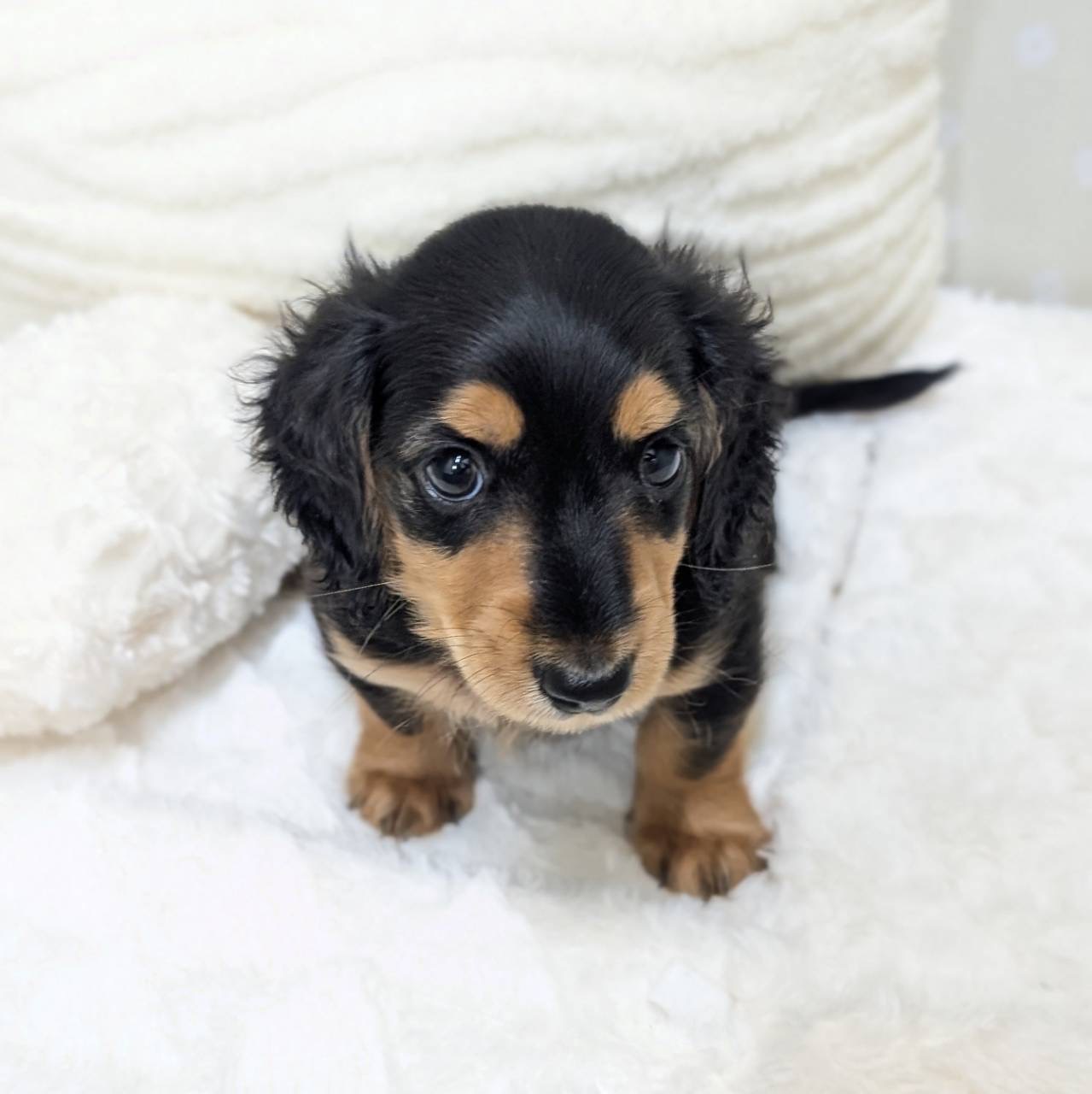 愛知県のミニチュアダックスフンド(ロング) (犬の家＆猫の里安城店/2026年1月25日生まれ/男の子/ブラックタン)の子犬の3枚目の画像