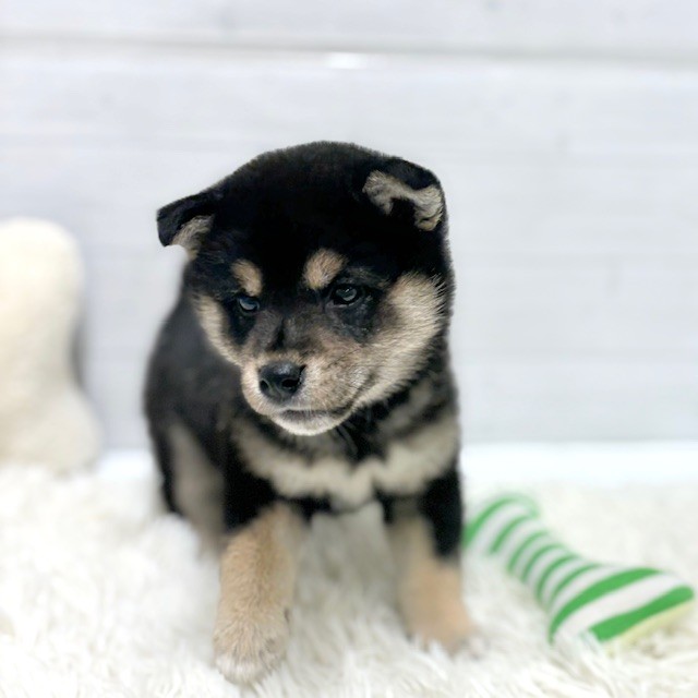 愛知県の柴犬(標準サイズ) (犬の家＆猫の里豊田店/2026年1月26日生まれ/女の子/黒)の子犬の3枚目の画像