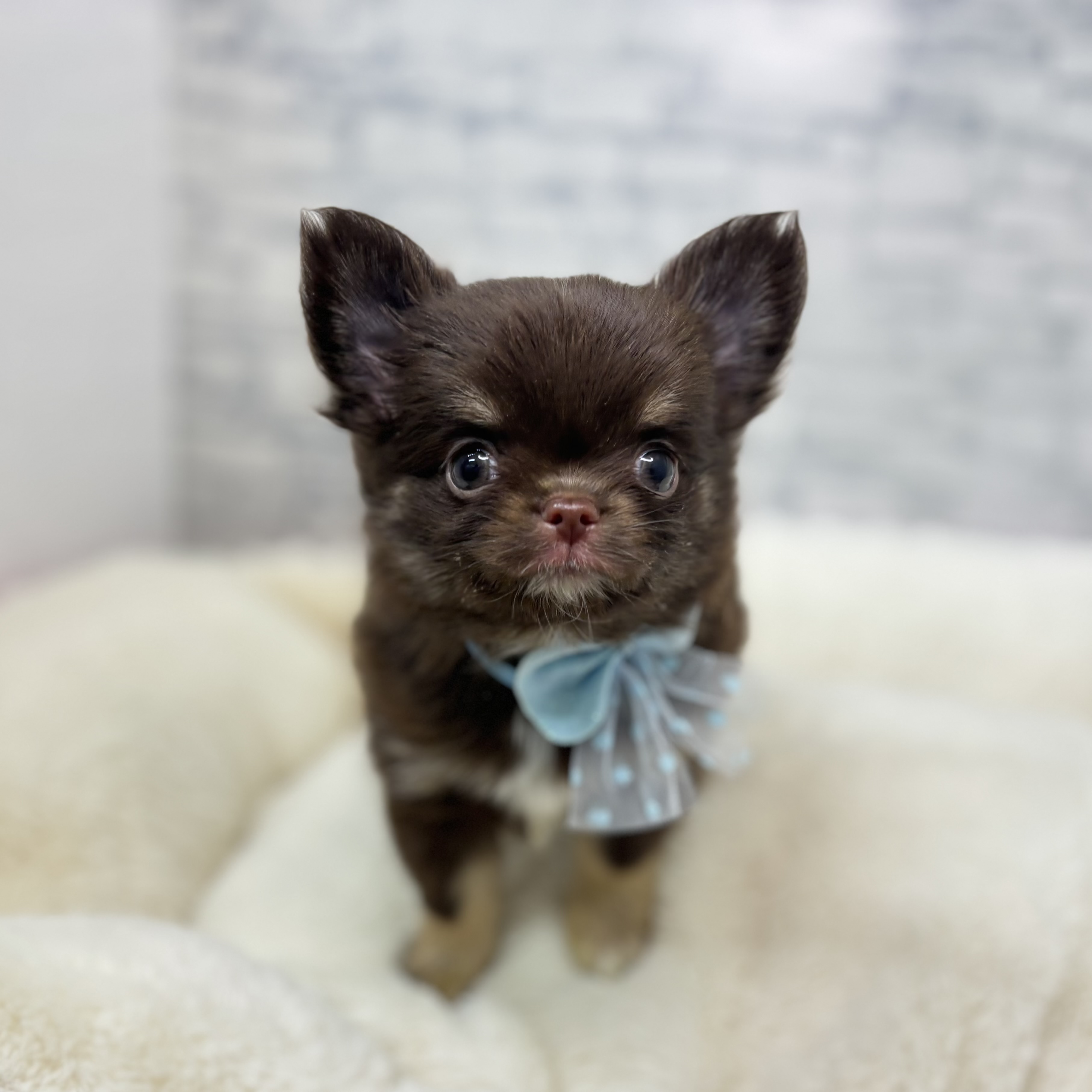 長野県のチワワ(ロング) (犬の家＆猫の里長野店/2026年1月27日生まれ/女の子/チョコレートタンホワイト)の子犬の1枚目の画像