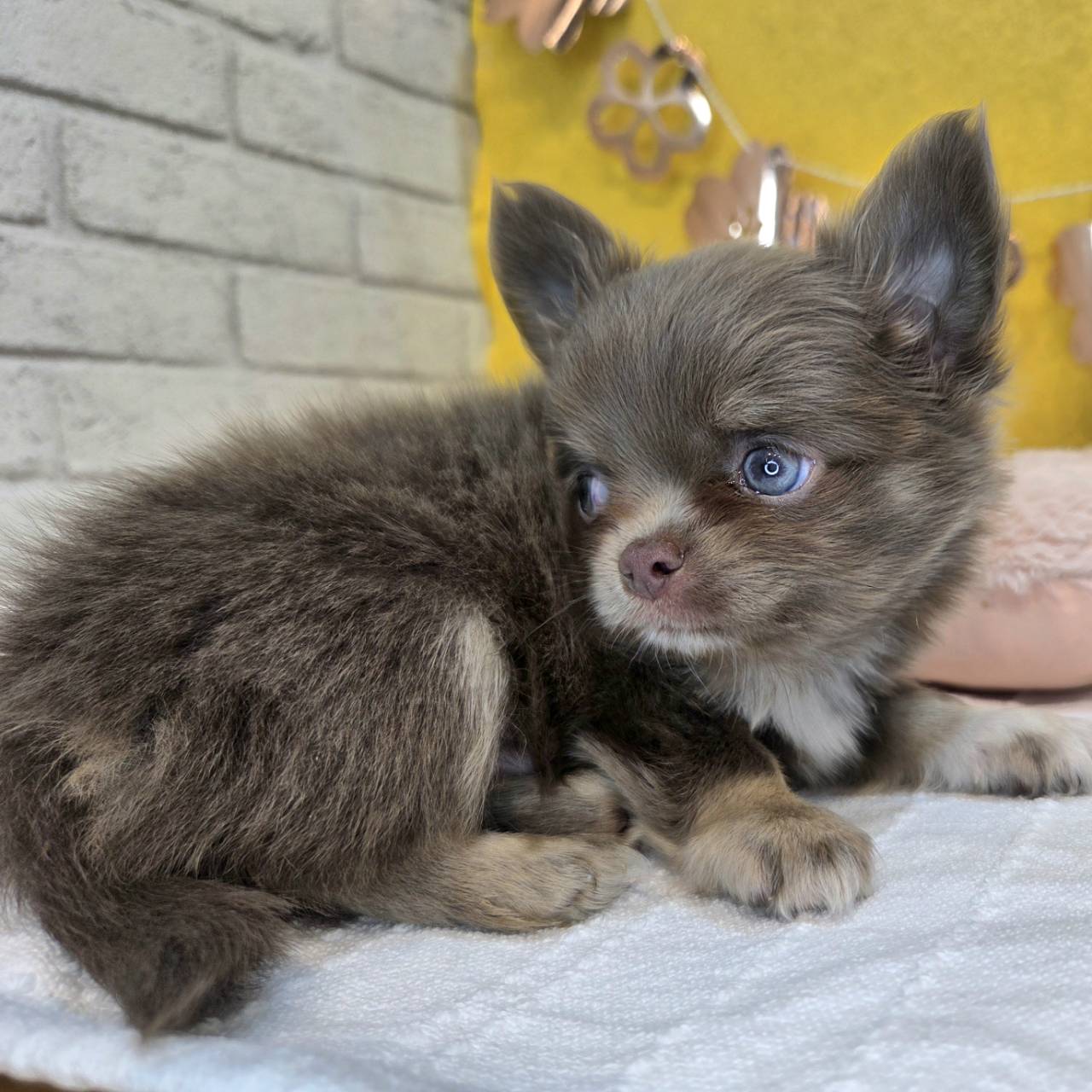 長野県のチワワ(ロング) (犬の家＆猫の里カインズ梓川店/2026年1月27日生まれ/男の子/イザベラタンホワイト)の子犬の3枚目の画像