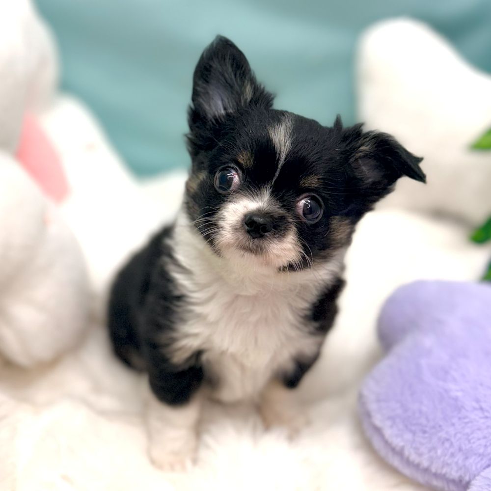愛知県のチワワ(ロング) (犬の家＆猫の里愛知刈谷店/2026年1月25日生まれ/女の子/ブラックタンホワイト)の子犬の3枚目の画像