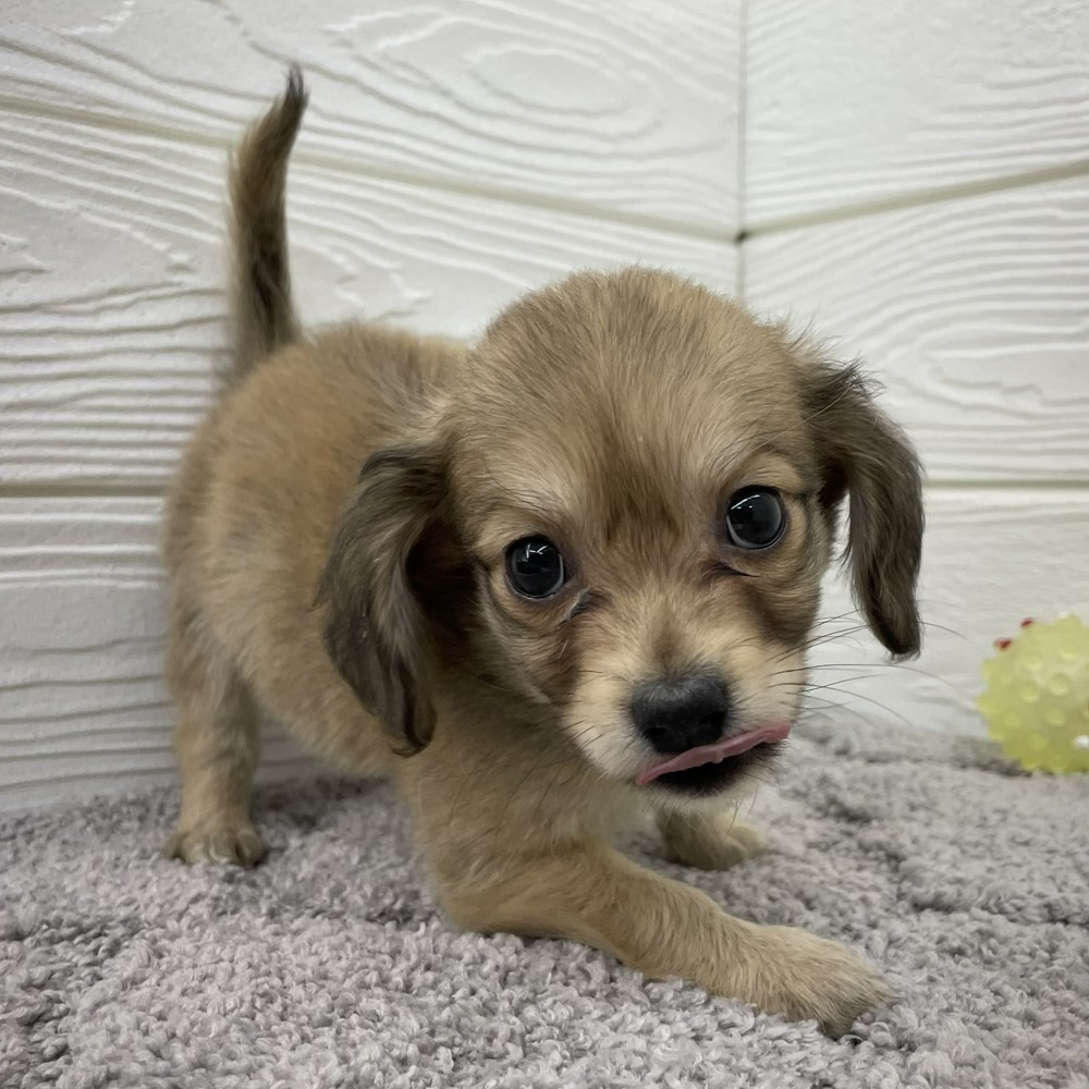 愛知県のチワックス(チワワ×ダックス) (犬の家＆猫の里七宝店/2026年1月26日生まれ/男の子/シェーデットイエロー)の子犬の3枚目の画像