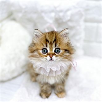 福井県のミヌエット (犬の家＆猫の里アミーゴ福井店/2026年1月25日生まれ/女の子/ブラウンタビー)の子猫の3枚目の画像