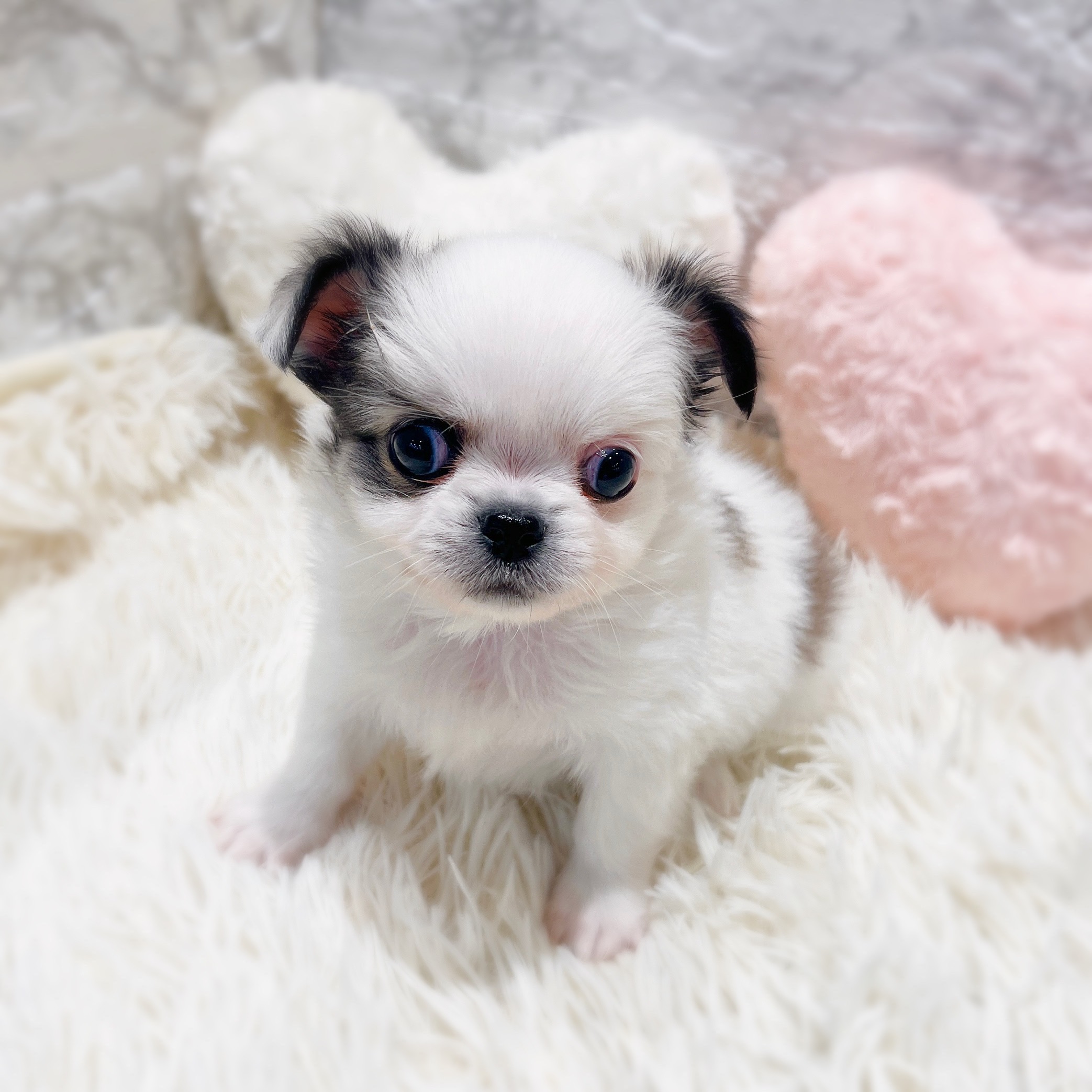 愛知県のチワペキ/ペキチー/ペキチワ(チワワ×ペキニーズ) (犬の家＆猫の里MiO香久山店/2026年1月24日生まれ/男の子/パーティーカラー)の子犬の3枚目の画像