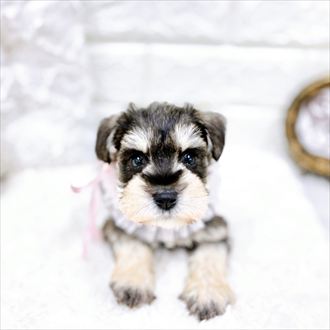 福井県のミニチュアシュナウザー (犬の家＆猫の里アミーゴ福井店/2026年1月27日生まれ/女の子/ソルトペッパー)の子犬の3枚目の画像