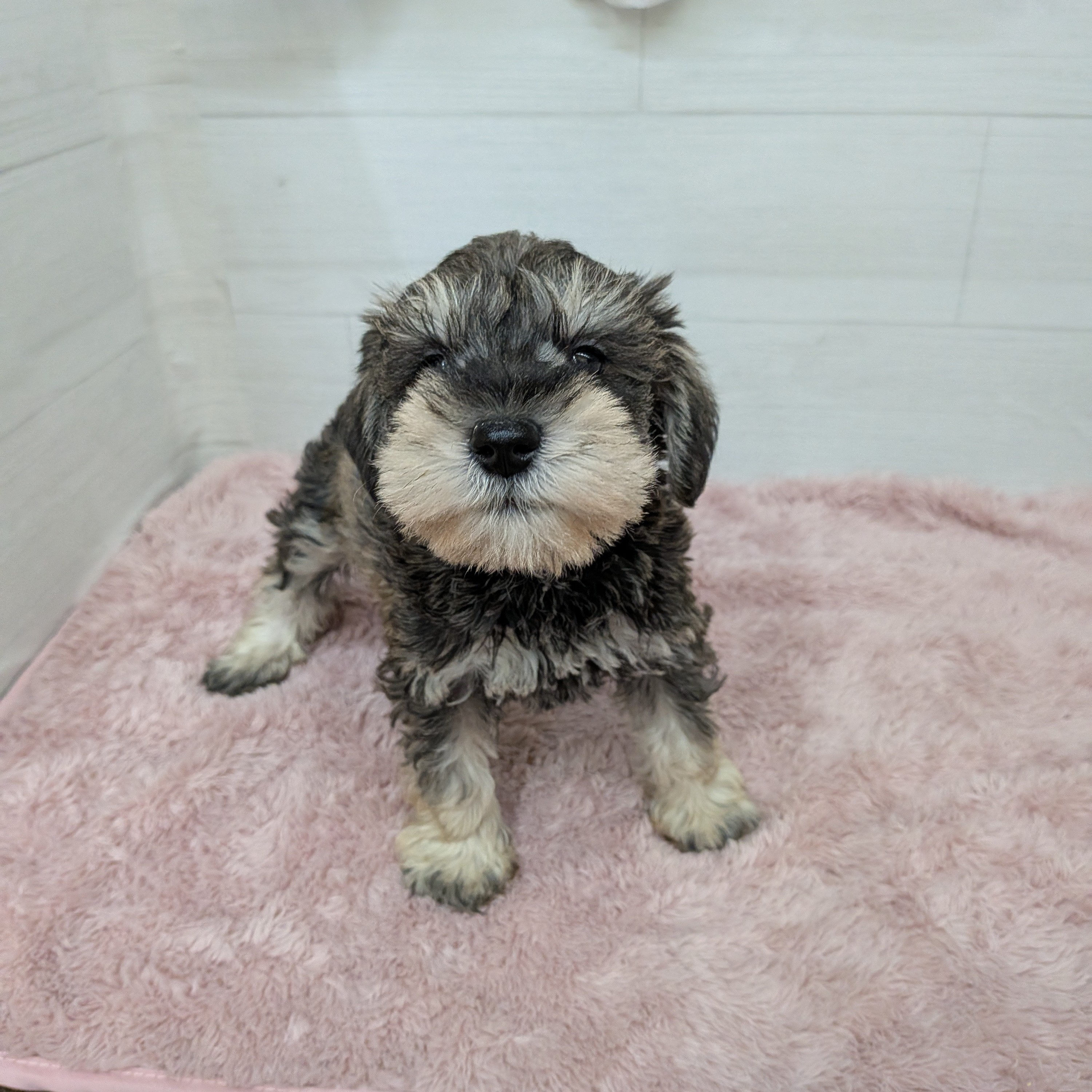 愛知県のミニチュアシュナウザー (犬の家＆猫の里碧南店/2026年1月27日生まれ/男の子/ソルトペッパー)の子犬の3枚目の画像