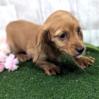 神奈川県のカニンヘンダックスフンド(ロング) (犬の家＆猫の里小田原店/2026年1月25日生まれ/女の子/ゴールド)の子犬の3枚目の画像