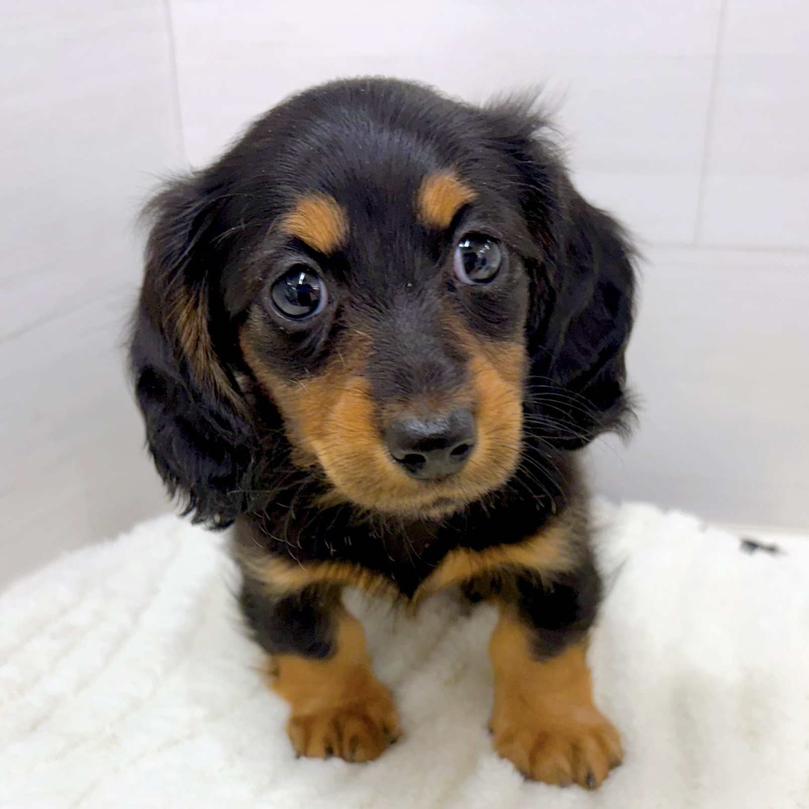 石川県のカニンヘンダックスフンド(ロング) (犬の家＆猫の里アミーゴ金沢おこばた店/2026年1月25日生まれ/女の子/ブラックタン)の子犬の3枚目の画像