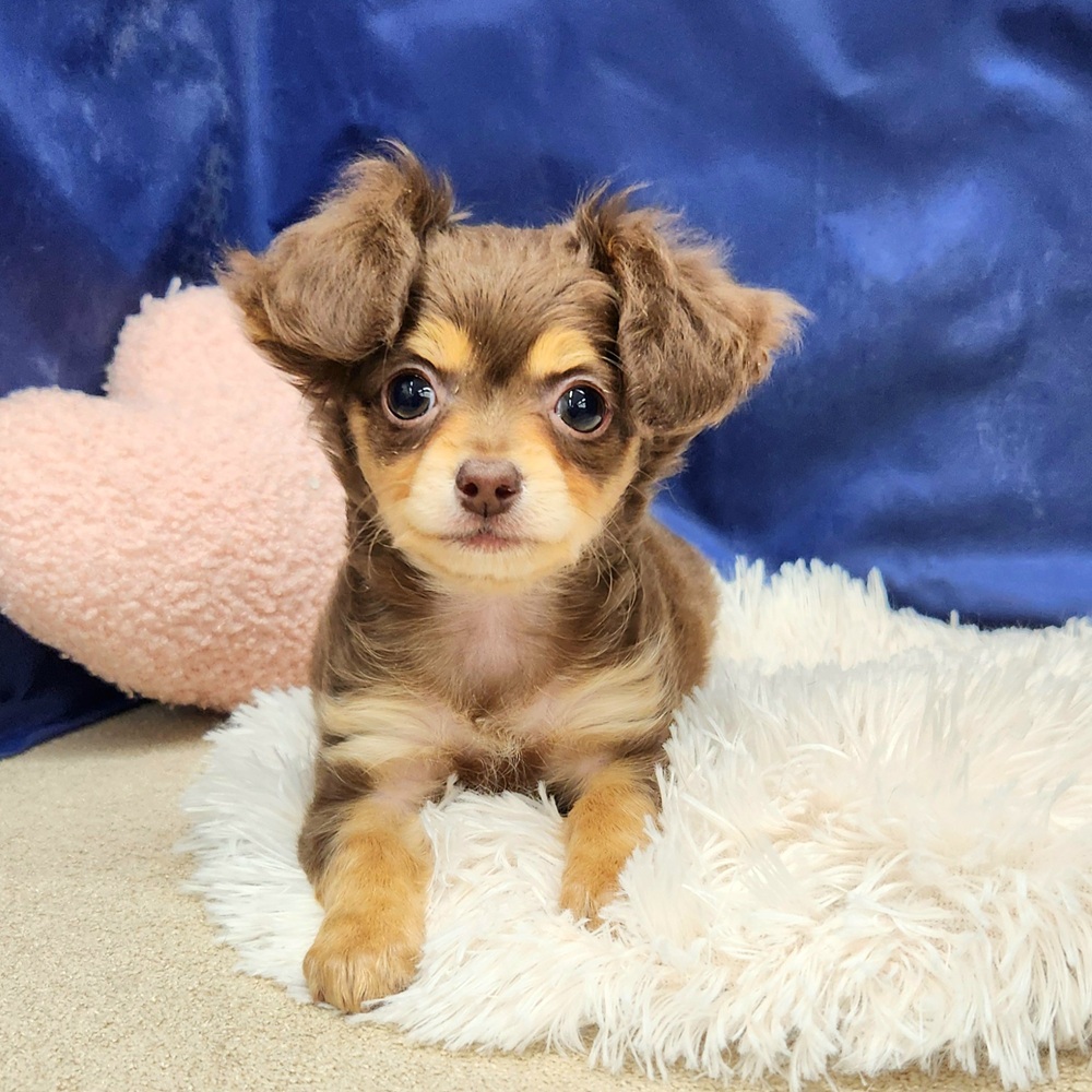 岐阜県のチワックス(チワワ×ダックス) (犬の家＆猫の里中津川店/2026年1月26日生まれ/女の子/チョコレートタン)の子犬の3枚目の画像
