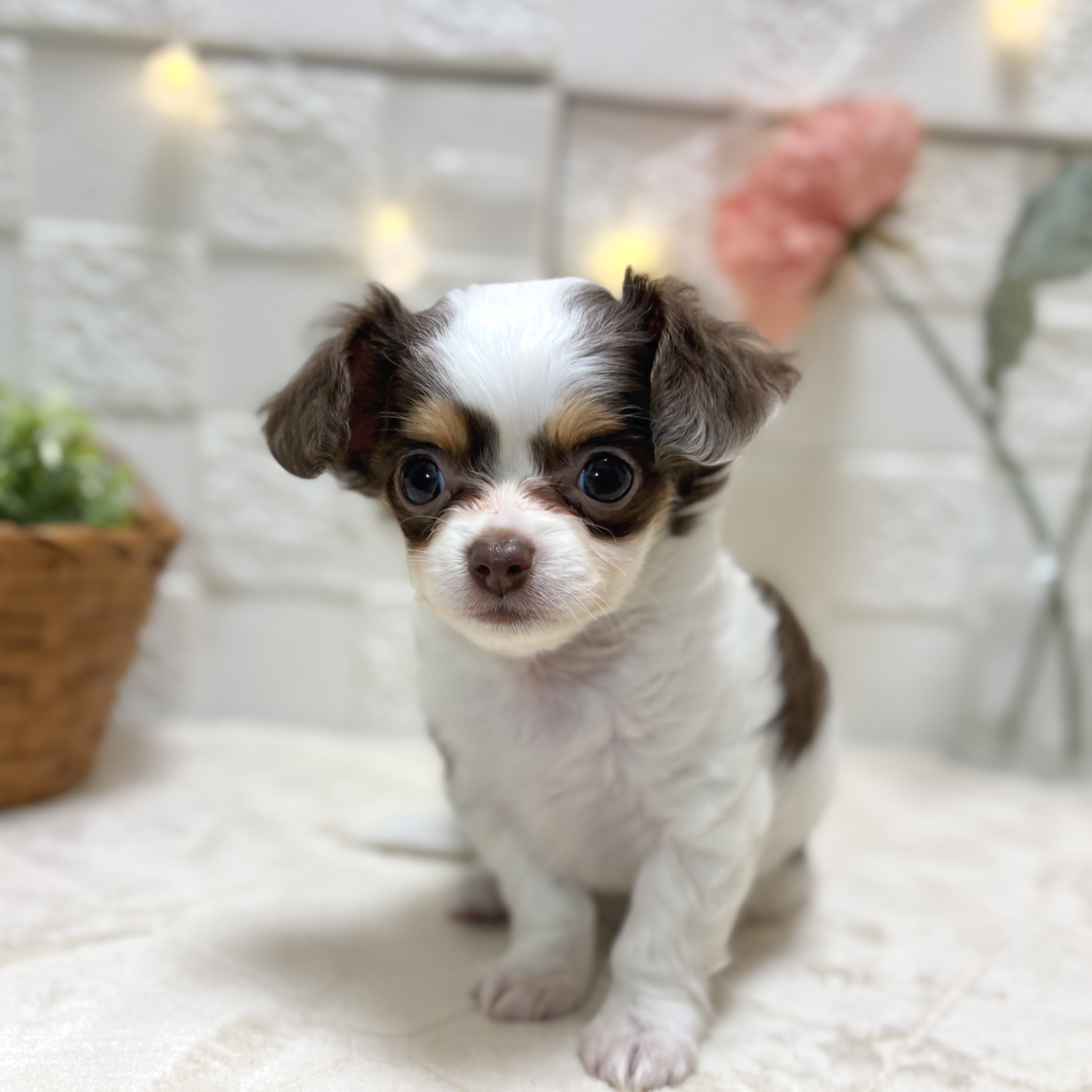 東京都のチワックス(チワワ×ダックス) (犬の家＆猫の里ペットフォレスト小平店/2026年1月26日生まれ/女の子/チョコレートタン)の子犬の3枚目の画像