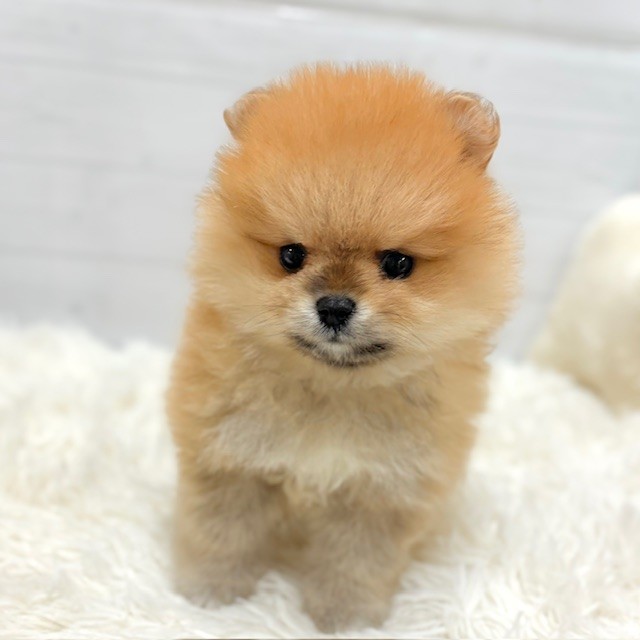 愛知県のポメラニアン (犬の家＆猫の里豊田店/2026年1月26日生まれ/女の子/オレンジ)の子犬の3枚目の画像