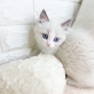 東京都のラグドール (犬の家＆猫の里新宿店/2026年1月22日生まれ/女の子/ブルーポイントバイカラー)の子猫の3枚目の画像