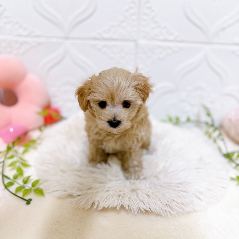 愛知県のマルプー(マルチーズ×プードル) (犬の家＆猫の里岡崎店/2026年1月24日生まれ/男の子/アプリコット)の子犬の3枚目の画像