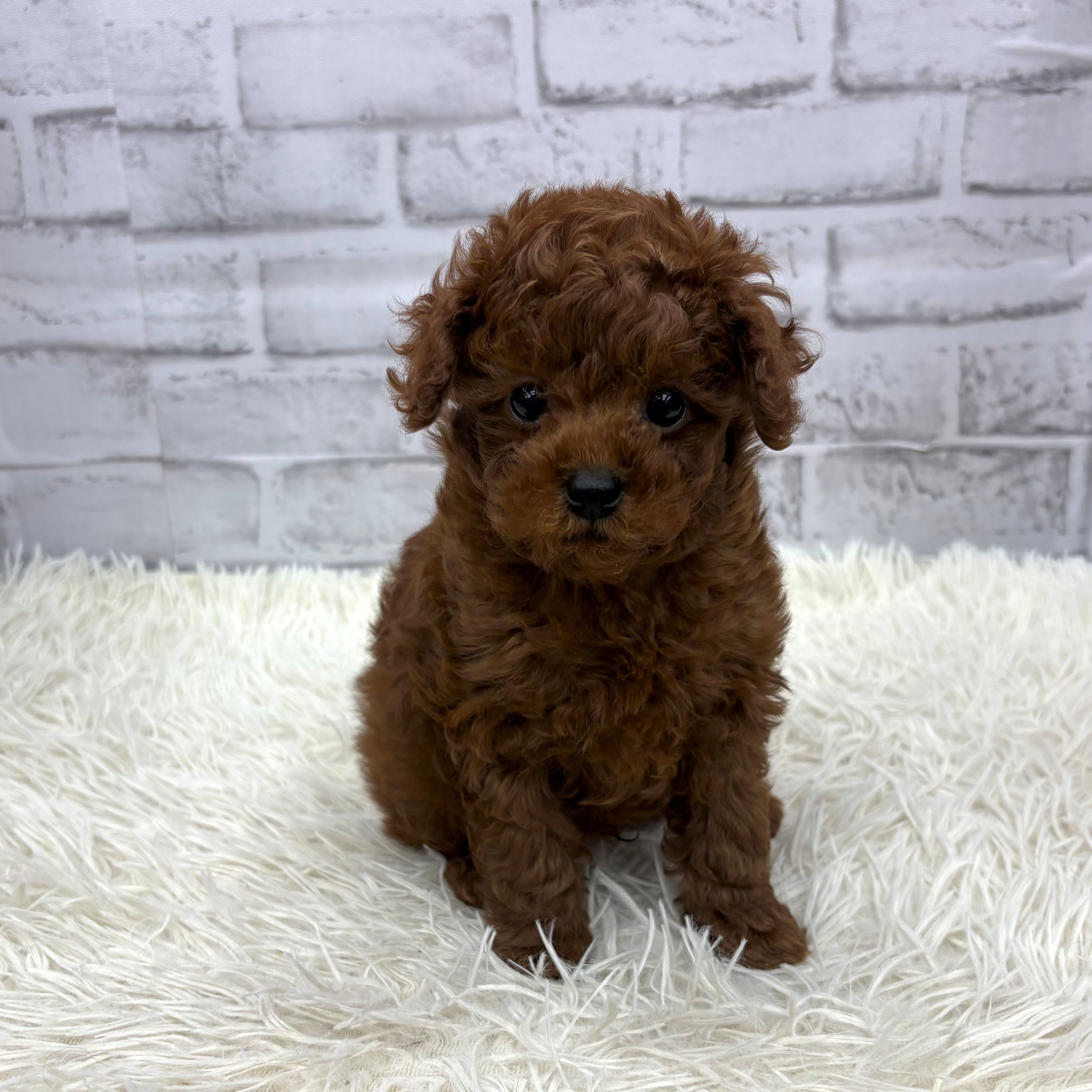 愛知県のトイプードル(トイ) (犬の家＆猫の里MEGAドン・キホーテ東海名和店/2026年1月26日生まれ/男の子/レッド)の子犬の3枚目の画像