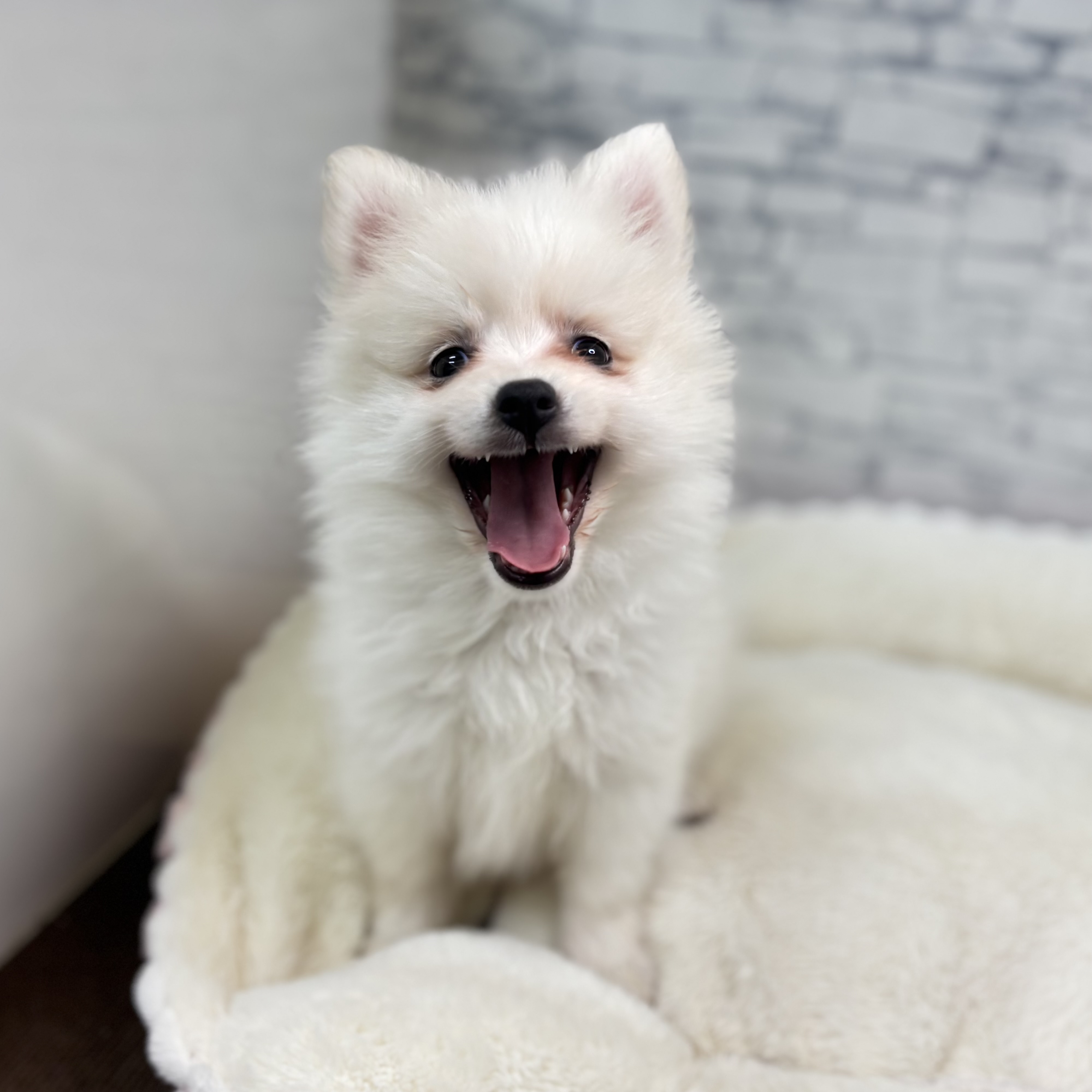 長野県の日本スピッツ (犬の家＆猫の里長野店/2026年1月23日生まれ/女の子/ホワイト)の子犬の3枚目の画像