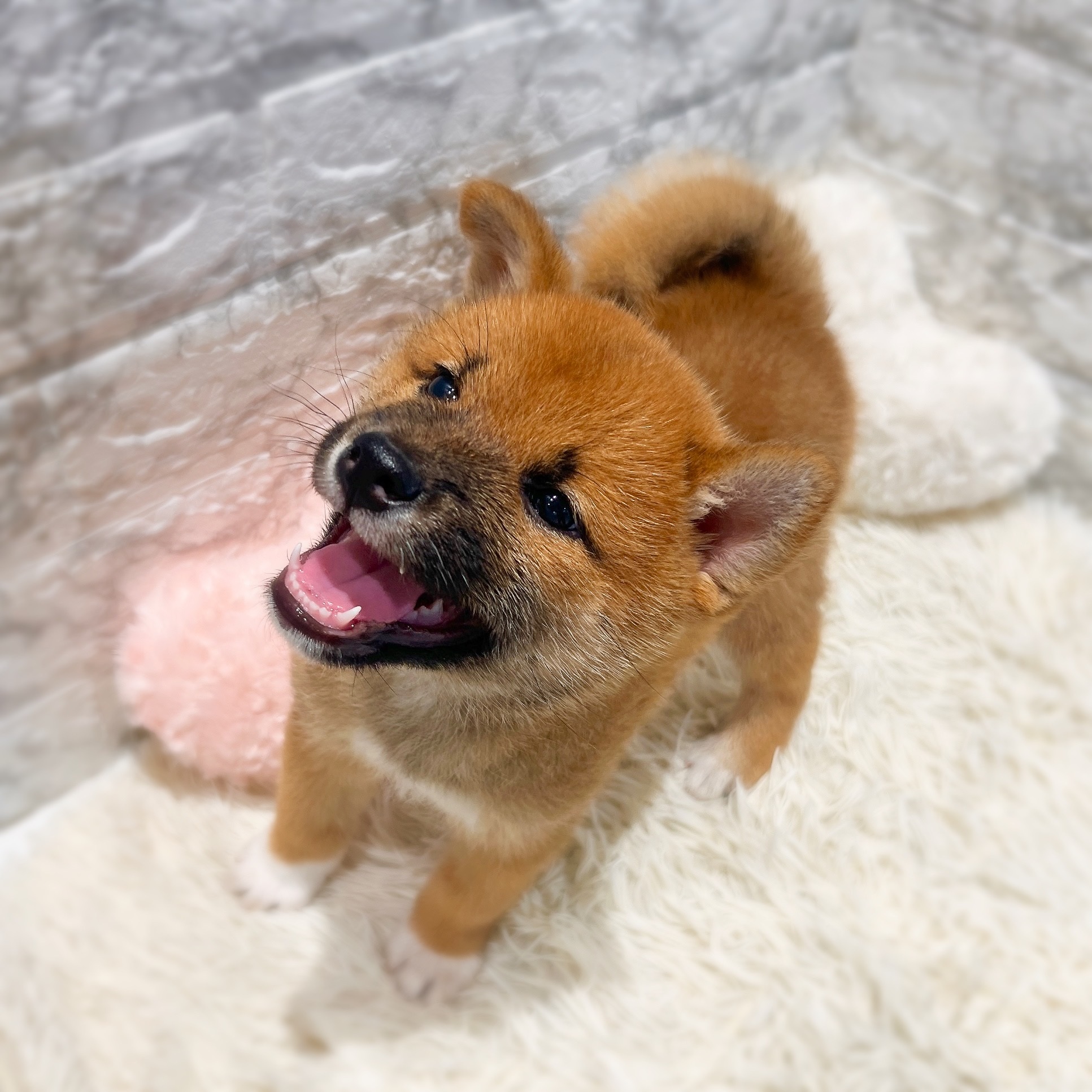 愛知県の柴犬(標準サイズ) (犬の家＆猫の里MiO香久山店/2026年1月25日生まれ/男の子/赤)の子犬の3枚目の画像