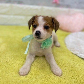 静岡県のジャックラッセルテリア (犬の家＆猫の里プレ葉ウォーク浜北店/2026年1月24日生まれ/女の子/ホワイトタン)の子犬の3枚目の画像