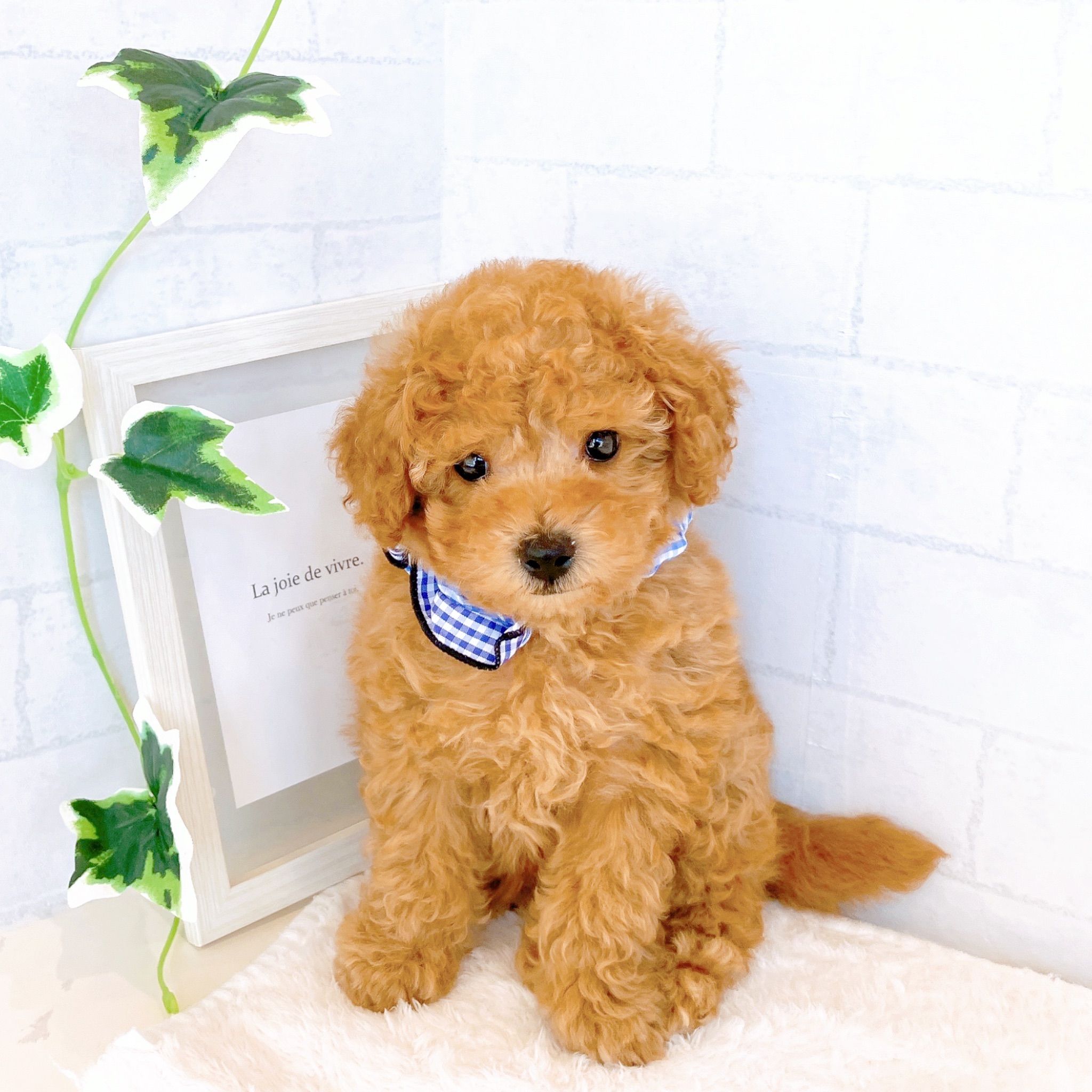 石川県のトイプードル(トイ) (犬の家＆猫の里金沢店/2026年1月25日生まれ/男の子/アプリコット)の子犬の1枚目の画像