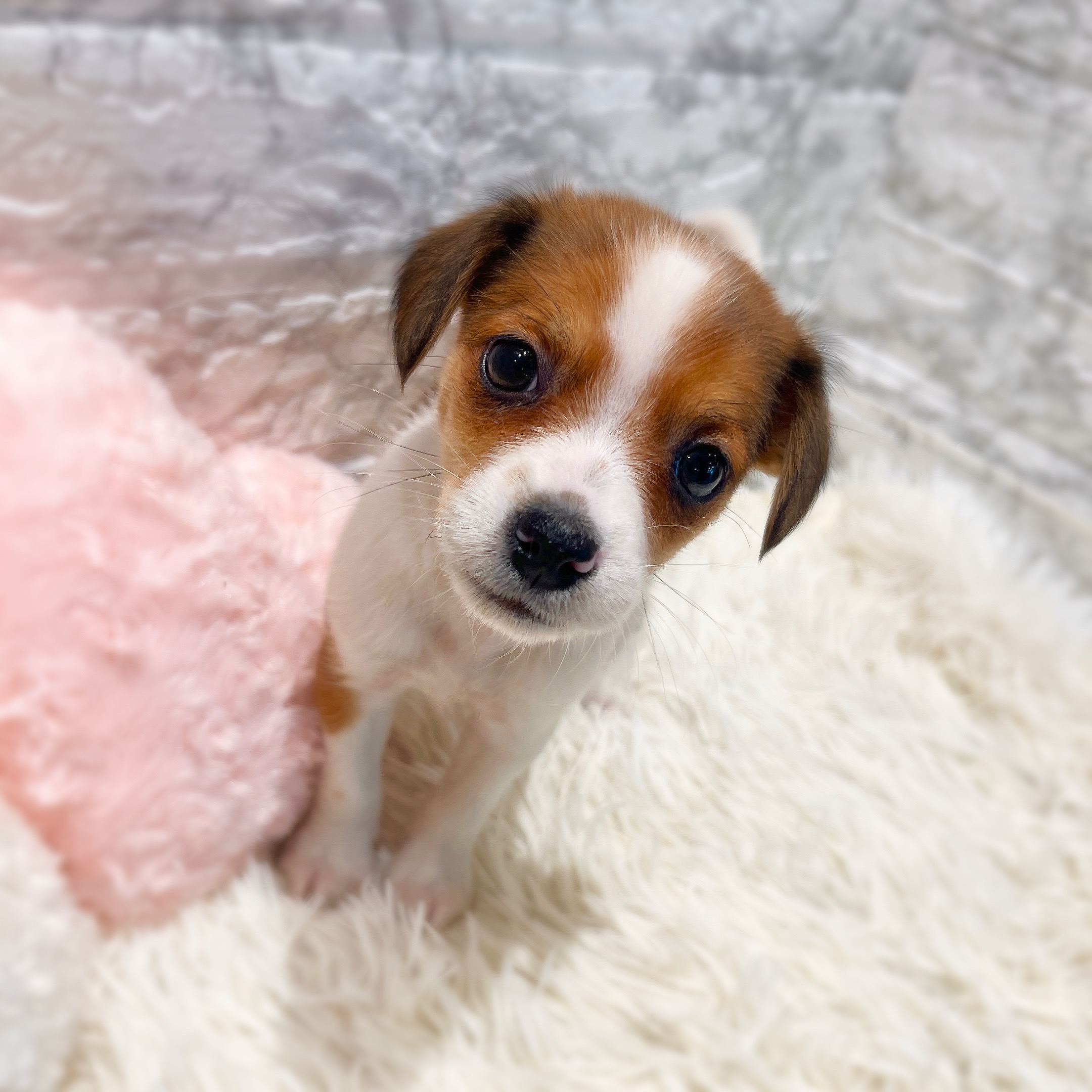 愛知県のジャックラッセルテリア (犬の家＆猫の里MiO香久山店/2026年1月24日生まれ/女の子/ホワイトタン)の子犬の3枚目の画像