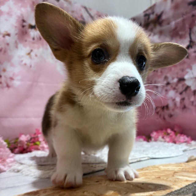 福岡県のウェルシュコーギーペンブローク (犬の家＆猫の里トリアス久山店/2026年1月25日生まれ/男の子/レッドホワイト)の子犬の3枚目の画像