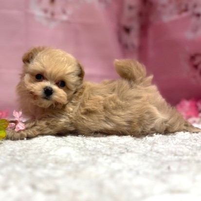 福岡県のマルプー(マルチーズ×プードル) (犬の家＆猫の里トリアス久山店/2026年1月19日生まれ/男の子/アプリコット)の子犬の3枚目の画像