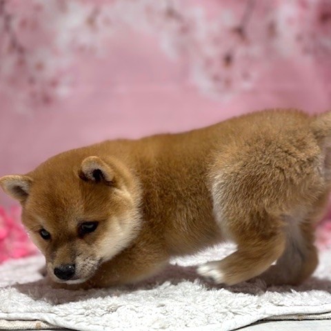 福岡県の豆柴 (犬の家＆猫の里トリアス久山店/2026年1月24日生まれ/男の子/赤)の子犬の3枚目の画像