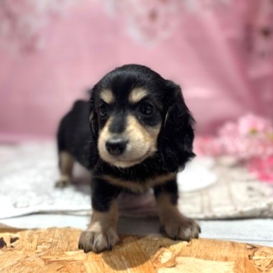 福岡県のミニチュアダックスフンド(ロング) (犬の家＆猫の里トリアス久山店/2026年1月25日生まれ/女の子/ブラックイエロー)の子犬の3枚目の画像